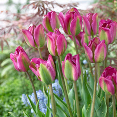 50 Tulip Viridiflora Collection (11-12cm Bulbs) Bulbs Blooms Species Growing Bonsai Roots Rhizomes Corms Tubers Potted Planting Reblooming Fragrant Garden Flower Seeds Plant