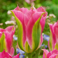 50 Tulip Viridiflora Collection (11-12cm Bulbs) Bulbs Blooms Species Growing Bonsai Roots Rhizomes Corms Tubers Potted Planting Reblooming Fragrant Garden Flower Seeds Plant