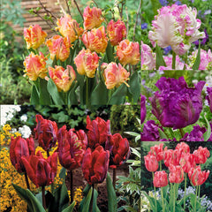 Unusual Parrot Tulip Collection 11/12cm Bulbs Blooms Species Growing Bonsai Roots Rhizomes Corms Tubers Potted Planting Reblooming Fragrant Garden Flower Seeds Plant