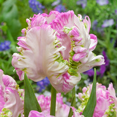 Unusual Parrot Tulip Collection 11/12cm Bulbs Blooms Species Growing Bonsai Roots Rhizomes Corms Tubers Potted Planting Reblooming Fragrant Garden Flower Seeds Plant