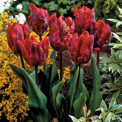 Unusual Parrot Tulip Collection 11/12cm Bulbs Blooms Species Growing Bonsai Roots Rhizomes Corms Tubers Potted Planting Reblooming Fragrant Garden Flower Seeds Plant