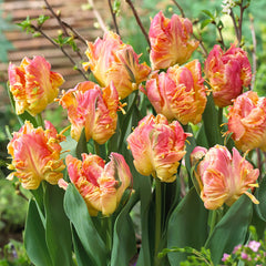 Unusual Parrot Tulip Collection 11/12cm Bulbs Blooms Species Growing Bonsai Roots Rhizomes Corms Tubers Potted Planting Reblooming Fragrant Garden Flower Seeds Plant