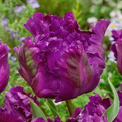 Unusual Parrot Tulip Collection 11/12cm Bulbs Blooms Species Growing Bonsai Roots Rhizomes Corms Tubers Potted Planting Reblooming Fragrant Garden Flower Seeds Plant