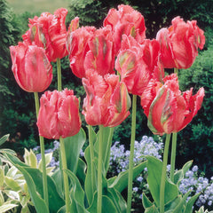 Unusual Parrot Tulip Collection 11/12cm Bulbs Blooms Species Growing Bonsai Roots Rhizomes Corms Tubers Potted Planting Reblooming Fragrant Garden Flower Seeds Plant