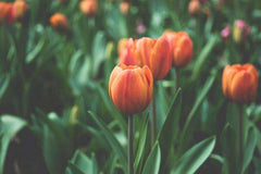 Tulip"Pop Up" Yellow Tulip Bulbs Rare Variety Flowers Bulbs Yard Garden Spring Plants Home Balcony Bonsai Easy to Grow - Seedsplant