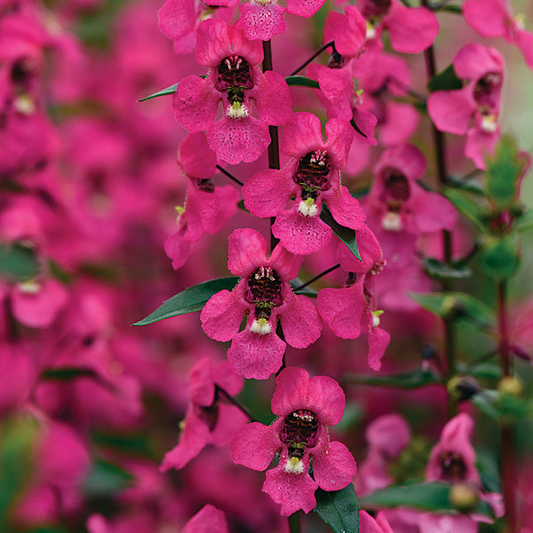 Angelonia Serena Rose