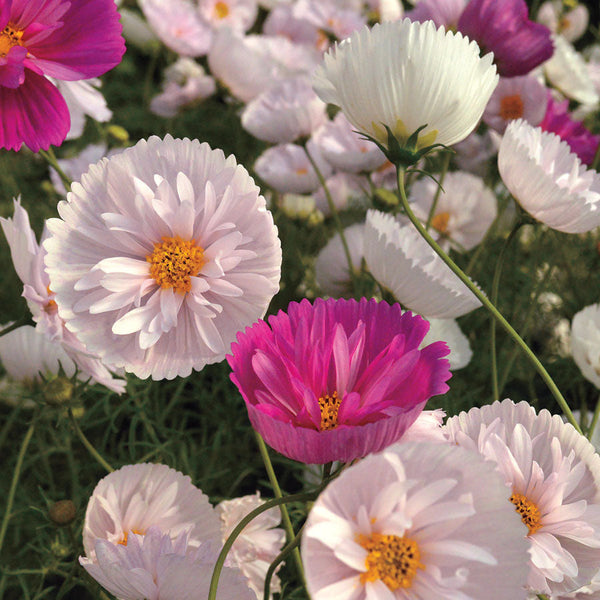 Cosmos Cupcakes and Saucers Mix  (P) Pkt of 25 seeds