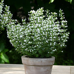 Marvelette White Calamint Seeds - Seedsplant