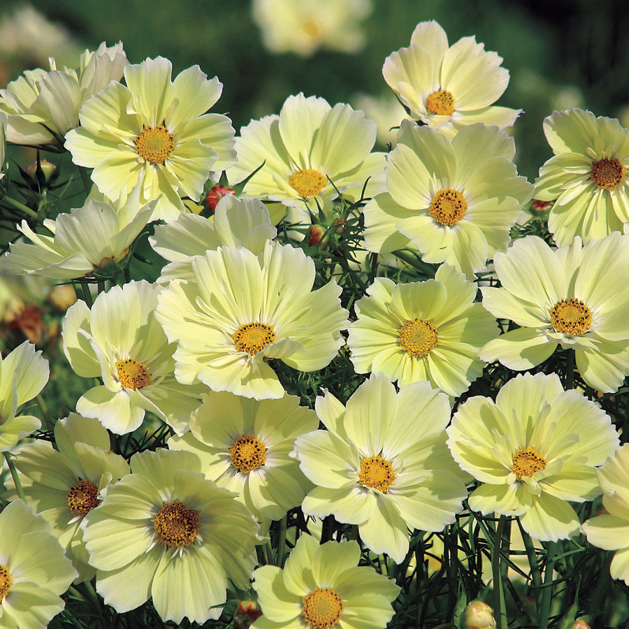 Xanthos Cosmos Seeds - Plants Seeds
