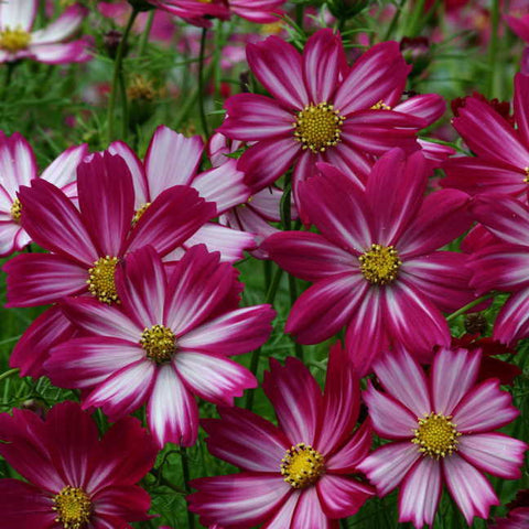 Peppermint Candy Cosmos Seeds - Plants Seeds