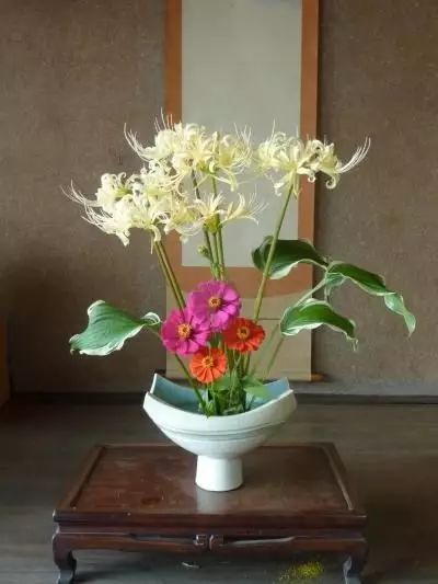 Popcorn Aurea Lycoris Spider Lilies Bulbs Radiata Hurricane Lily Cluster Amayllis Growing Bonsai Roots Rhizomes Corms Tubers Potted Planting Reblooming Fragrant Garden Species Blooms Flower Seeds Plant Gardening