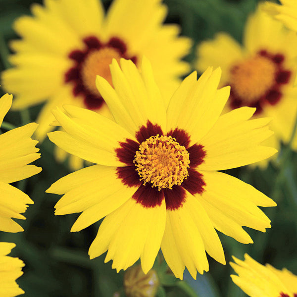 Coreopsis