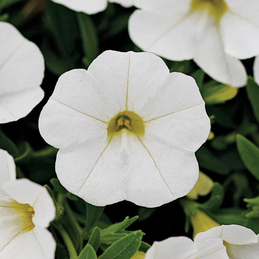 million bells flower seeds Kabloom® White Calibrachoa Seeds