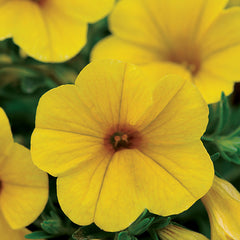 Kabloom&reg; Yellow Calibrachoa Seeds - Plants Seeds