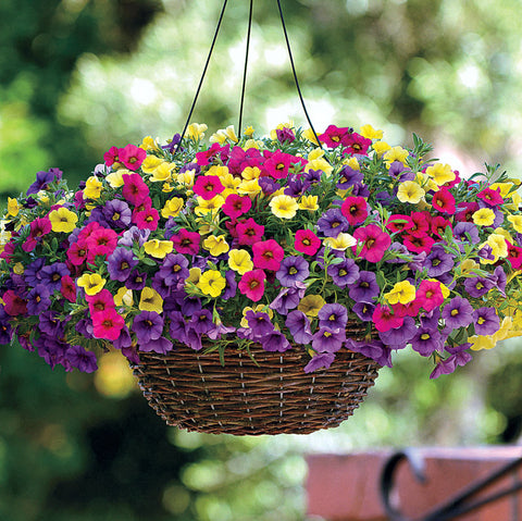 million bell flower seeds Kabloom® White Calibrachoa Seeds