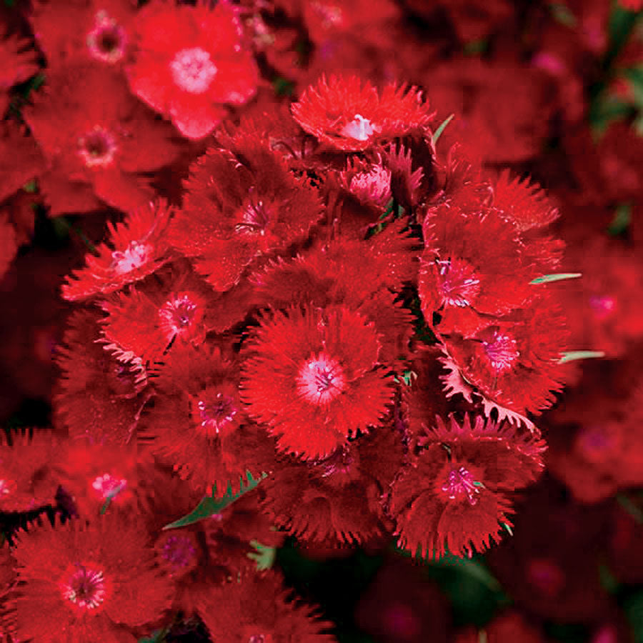 Rockin' Red Dianthus Seeds - Plants Seeds