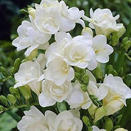 Double White Freesia Bulbs Growing Bonsai Roots Rhizomes Corms Tubers Potted Planting Reblooming Fragrant Garden Species Blooms Flower Seeds Plant Gardening