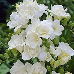 Double White Freesia Bulbs Growing Bonsai Roots Rhizomes Corms Tubers Potted Planting Reblooming Fragrant Garden Species Blooms Flower Seeds Plant Gardening