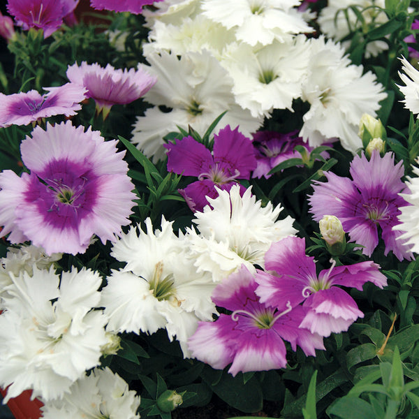 Diana Lavendina Mix Dianthus Seeds