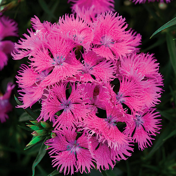 Dianthus Rockin Purple