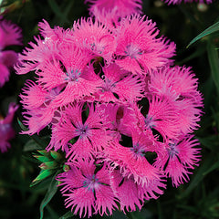 Dianthus Rockin Purple - Plants Seeds