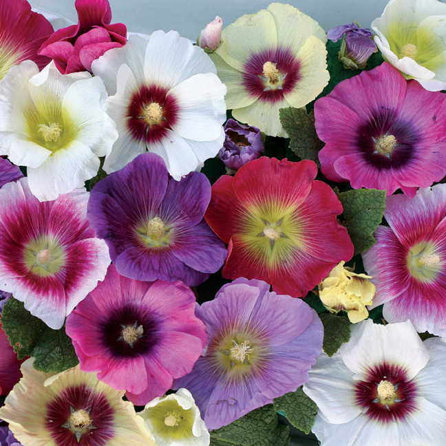 Halo Mix Hollyhock Seeds - Plants Seeds