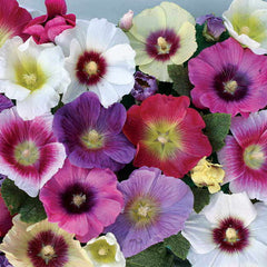 Halo Mix Hollyhock Seeds - Plants Seeds