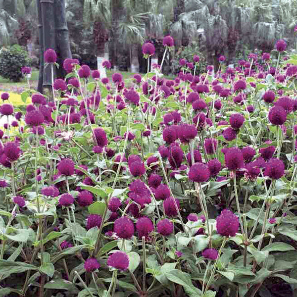 Gomphrena