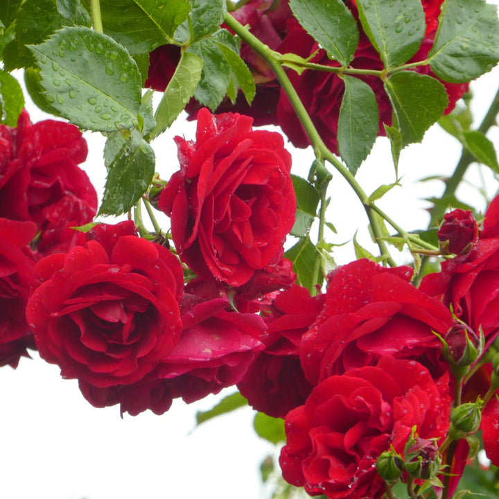 Scarlet Climber Rose Seedlings Flower Seeds Perennial Growing Bonsai Corms Tubers Potted Planting Reblooming Fragrant Garden Roots Rhizomes Species Blooms Plant Bulbs Gardening Tree