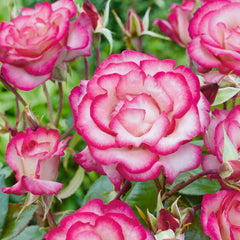Handel Rose Seedlings Flower Seeds Perennial Growing Bonsai Corms Tubers Potted Planting Reblooming Fragrant Garden Roots Rhizomes Species Blooms Plant Bulbs Gardening Tree
