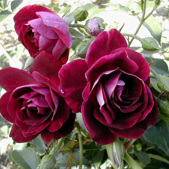 Burgundy Rose Seedlings Flower Seeds Perennial Growing Bonsai Corms Tubers Potted Planting Reblooming Fragrant Garden Roots Rhizomes Species Blooms Plant Bulbs Gardening Tree - Seedsplant