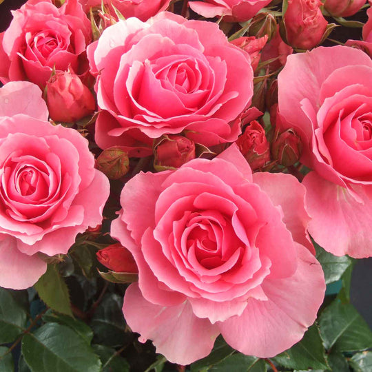 Beautiful Rose Seedlings Flower Seeds Perennial Growing Bonsai Corms Tubers Potted Planting Reblooming Fragrant Garden Roots Rhizomes Species Blooms Plant Bulbs Gardening Tree