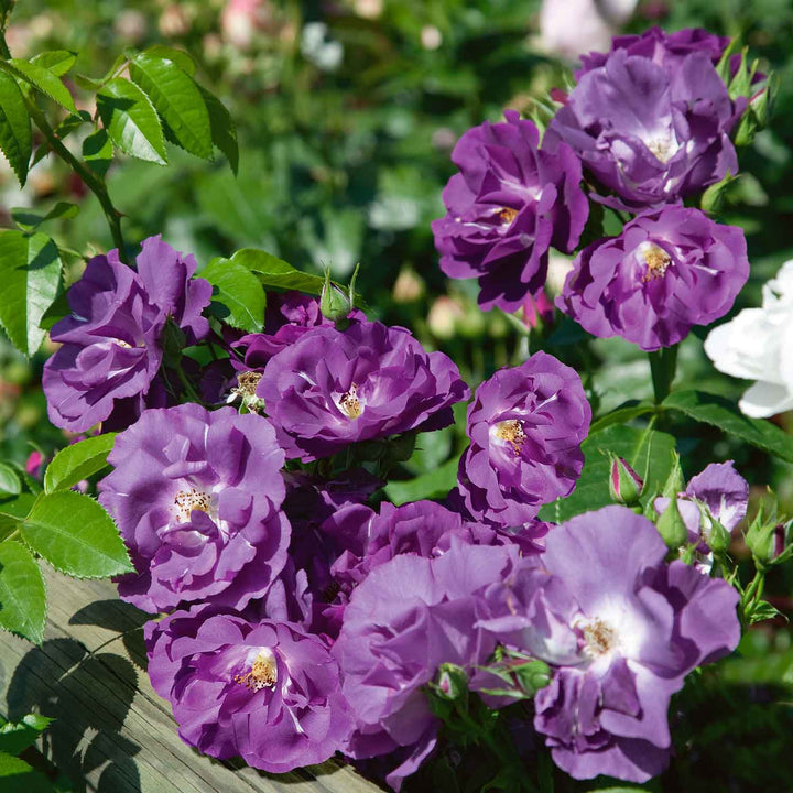 Rhapsody Rose Seedlings Flower Seeds Perennial Growing Bonsai Corms Tubers Potted Planting Reblooming Fragrant Garden Roots Rhizomes Species Blooms Plant Bulbs Gardening Tree