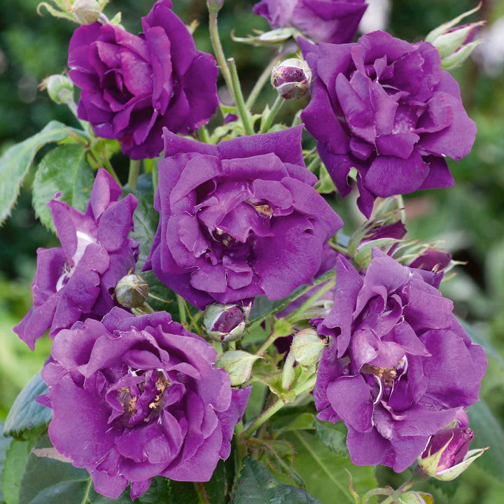 Rhapsody Rose Plant Seedlings Flower Seeds Perennial Growing Bonsai Corms Tubers Potted Planting Reblooming Fragrant Garden Roots Rhizomes Species Blooms Bulbs Gardening Tree