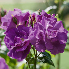 Rhapsody Rose Seedlings Flower Seeds Perennial Growing Bonsai Corms Tubers Potted Planting Reblooming Fragrant Garden Roots Rhizomes Species Blooms Plant Bulbs Gardening Tree