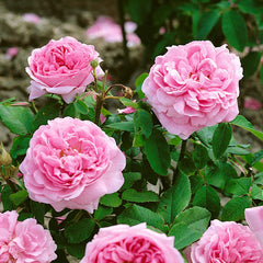 Chambord Rose Seedlings Flower Seeds Perennial Growing Bonsai Corms Tubers Potted Planting Reblooming Fragrant Garden Roots Rhizomes Species Blooms Plant Bulbs Gardening Tree - Seedsplant