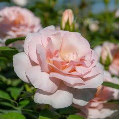 Whiter Pink Climbing Rose Seedlings Flower Seeds Perennial Growing Bonsai Corms Tubers Potted Planting Reblooming Fragrant Garden Roots Rhizomes Species Blooms Plant Bulbs Gardening Tree - Seedsplant