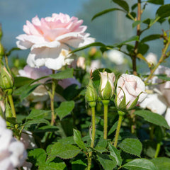 Whiter Pink Climbing Rose Seedlings Flower Seeds Perennial Growing Bonsai Corms Tubers Potted Planting Reblooming Fragrant Garden Roots Rhizomes Species Blooms Plant Bulbs Gardening Tree - Seedsplant