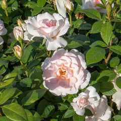 Whiter Pink Climbing Rose Seedlings Flower Seeds Perennial Growing Bonsai Corms Tubers Potted Planting Reblooming Fragrant Garden Roots Rhizomes Species Blooms Plant Bulbs Gardening Tree - Seedsplant