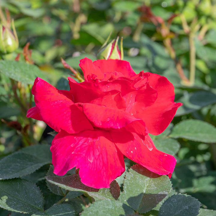 Hot Sell Red Rose Seedlings Flower Seeds Perennial Growing Bonsai Corms Tubers Potted Planting Reblooming Fragrant Garden Roots Rhizomes Species Blooms Plant Bulbs Gardening Tree