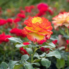 Tequila Sunrise Rose Seedlings Flower Seeds Perennial Growing Bonsai Corms Tubers Potted Planting Reblooming Fragrant Garden Roots Rhizomes Species Blooms Plant Bulbs Gardening Tree