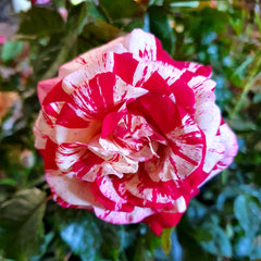 rolls of flower seeds Rock 'n' Roll Rose Seedlings Flower Seeds Perennial Growing Bonsai Corms Tubers Potted Planting Reblooming Fragrant Garden Roots Rhizomes Species Blooms Plant Bulbs Gardening Tree