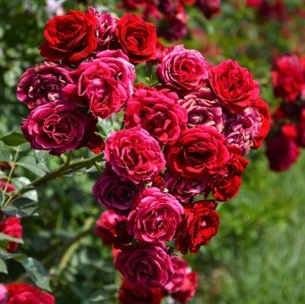 Raspberry Royale Rose Seedlings Flower Seeds Perennial Growing Bonsai Corms Tubers Potted Planting Reblooming Fragrant Garden Roots Rhizomes Species Blooms Plant Bulbs Gardening Tree - Seedsplant