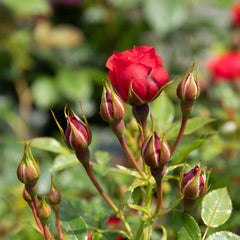 Royale Rose Seedlings Flower Seeds Perennial Growing Bonsai Corms Tubers Potted Planting Reblooming Fragrant Garden Roots Rhizomes Species Blooms Plant Bulbs Gardening Tree - Seedsplant