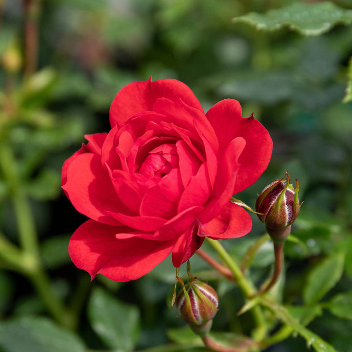 Royale Rose Seedlings Flower Seeds Perennial Growing Bonsai Corms Tubers Potted Planting Reblooming Fragrant Garden Roots Rhizomes Species Blooms Plant Bulbs Gardening Tree - Seedsplant