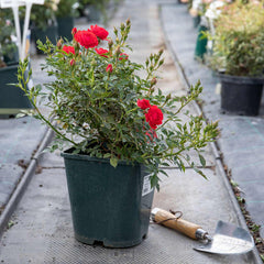 Royale Rose Seedlings Flower Seeds Perennial Growing Bonsai Corms Tubers Potted Planting Reblooming Fragrant Garden Roots Rhizomes Species Blooms Plant Bulbs Gardening Tree - Seedsplant