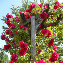 Starlight Rose Seedlings Flower Seeds Perennial Growing Bonsai Corms Tubers Potted Planting Reblooming Fragrant Garden Roots Rhizomes Species Blooms Plant Bulbs Gardening Tree - Seedsplant