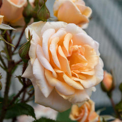 Sweet Honey Rose Seedlings Flower Seeds Perennial Growing Bonsai Corms Tubers Potted Planting Reblooming Fragrant Garden Roots Rhizomes Species Blooms Plant Bulbs Gardening Tree