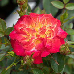 Mandarin Rose Seedlings Flower Seeds Perennial Growing Bonsai Corms Tubers Potted Planting Reblooming Fragrant Garden Roots Rhizomes Species Blooms Plant Bulbs Gardening Tree - Seedsplant