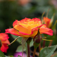 Mandarin Rose Seedlings Flower Seeds Perennial Growing Bonsai Corms Tubers Potted Planting Reblooming Fragrant Garden Roots Rhizomes Species Blooms Plant Bulbs Gardening Tree - Seedsplant